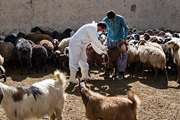  پایان عملیات واکسیناسیون طاعون نشخوارکنندگان کوچک در  جمعیت دامی شهرستان بهمئی