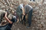 بهره مندی دامداران منطقه سیل زده  پهنوک شهرستان بهمئی از خدمات رایگان دامپزشکی + تصاویر
