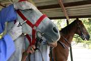 پایش سرمی بیماری مشمشه در جمعیت اسب های کهگیلویه وبویراحمد