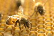 همه گیری سندروم جرب انگلی (PMS) در زنبورستان ها