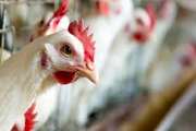 خطر آنفلوآنزای فوق حاد پرندگان در کمین مصرف کنندگان مرغ زنده در کهگیلویه و بویراحمد