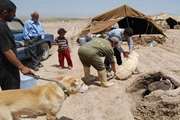۱۳ هزار سگ صاحب‌دار در کهگیلویه و بویر احمد واکسینه شدند