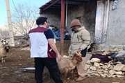 رزمایش جهادی دامپزشکی در منطقه محروم بنستان جلیل شهرستان بویراحمد برگزار گردید