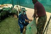 اردوهای جهادی دامپزشکی در روستاهای شهرستان باشت برگزار شد + تصاویر