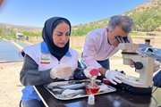 پایش میکروبی و انگلی؛ گامی مؤثر در ارتقاء بهداشت مزارع پرورش ماهیان سردآبی 