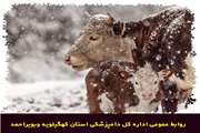 توصیه‌های دامپزشکی کهگیلویه وبویراحمد برای پیشگیری از بیماری‌های دامی در فصول سرد سال
