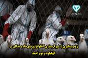  لزوم پیشگیری از شیوع بیماری آنفلوانزای فوق‌حاد پرندگان در کهگیلویه و بویراحمد