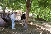 پایش وضعیت بیماری تب برفکی در روستای جوزار بخش کبگیان 