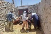 پایش بیماری طاعون نشخوارکنندگان کوچک در مناطق روستایی و حاشیه حیات‌وحش  باشت