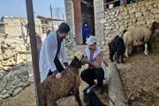 همزمان با هفته دامپزشکی، اردوی جهادی دامپزشکی در روستای «آبدهگاه» شهرستان باشت برگزار شد
