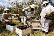 ۲۶ توصیه سازمان دامپزشکی کشور به زنبورداران 