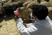 آغاز فاز پائیزه واکسیناسیون رایگان تب برفکی در جمعیت دامی کهگیلویه وبویراحمد 