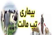 تب مالت