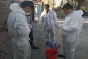 اجرای طرح ملی واکسیناسیون طیوربومی برعلیه بیماری نیوکاسل در روستاهای کهگیلویه وبویراحمد