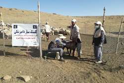 برگزاری اردوی قرارگاه محرومیت‌زدایی جهاد دامپزشکی در مناطق محروم  بویراحمد + تصاویر