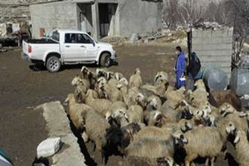 ارائه خدمات رایگان بهداشتی دامپزشکی به بهره برداران بمناسبت دهه فجر در کهگیلویه وبویرحمد به روایت تص