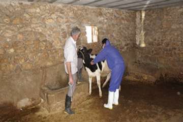 ارائه خدمات رایگان بهداشتی دامپزشکی به بهره برداران بمناسبت دهه فجر در کهگیلویه وبویرحمد به روایت تص