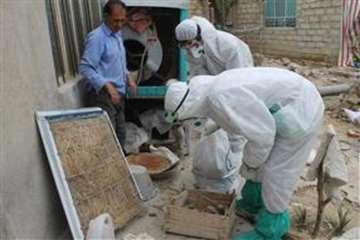 گزارش تصویری از عملیات معدوم‌سازی پرندگان در دومین کانون آنفلوانزای فوق‌حاد پرندگان در دهدشت شهرستان