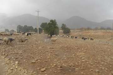 یک روز بارانی با زحمت کشان دامپزشکی کهگیلویه وبویراحمد در ارائه خدمات رایگان به منطقه محروم طسوج