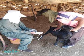 عملیات واکسیناسیون دامها در منطقه محروم و عشایری کوه سیاه بهمئی