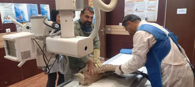 معاینه و تیمار یک بهله دال زخمی با همکاری دامپزشکی و محیط زیست شهرستان باشت + تصاویر