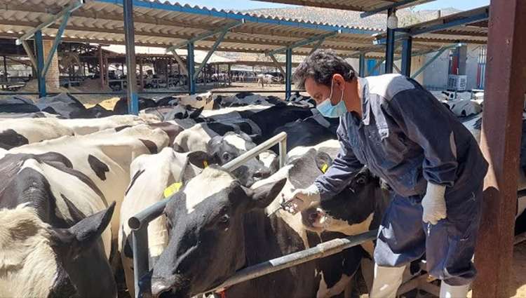 تضمین سلامت زنجیره غذایی ؛  پایش گسترده بیماری‌های سل و بروسلوز در بزرگترین مجتمع دامپروری کهگیلویه و بویراحمد